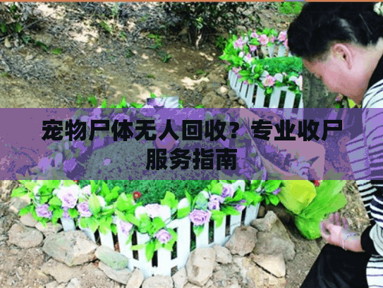 宠物尸体无人回收？专业收尸服务指南