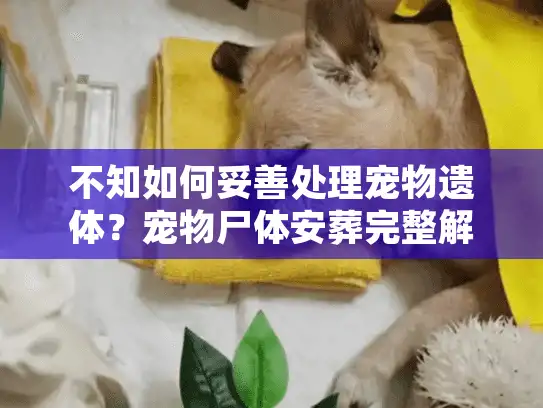不知如何妥善处理宠物遗体？宠物尸体安葬完整解决方案在这里！