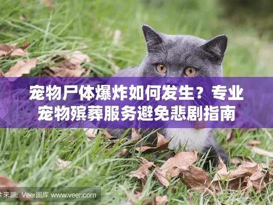 宠物尸体爆炸如何发生？专业宠物殡葬服务避免悲剧指南