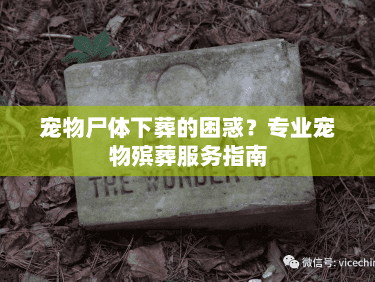 宠物尸体下葬的困惑?专业宠物殡葬服务指南 宠物尸体下葬的困惑?专业宠物殡葬服务指南