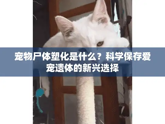 宠物尸体塑化是什么？科学保存爱宠遗体的新兴选择