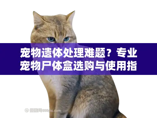 宠物遗体处理难题？专业宠物尸体盒选购与使用指南