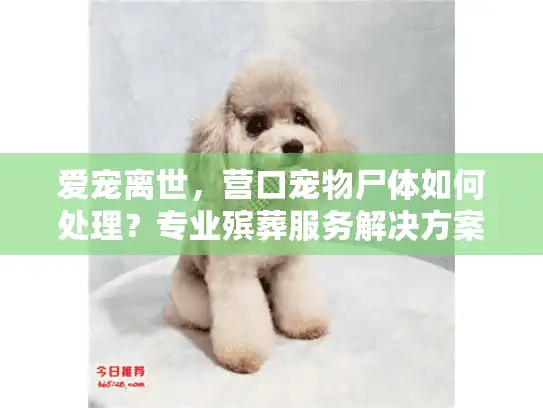 爱宠离世，营口宠物尸体如何处理？专业殡葬服务解决方案