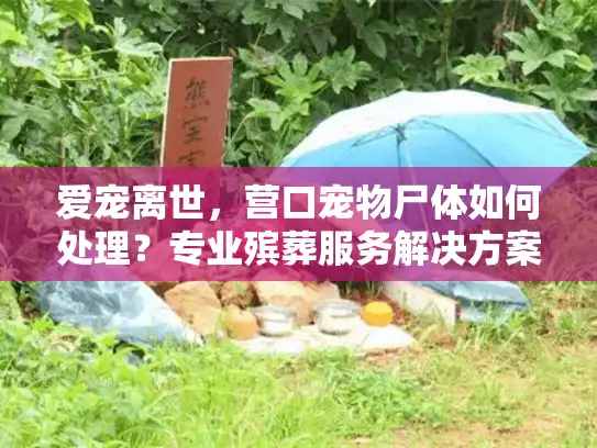 爱宠离世，营口宠物尸体如何处理？专业殡葬服务解决方案
