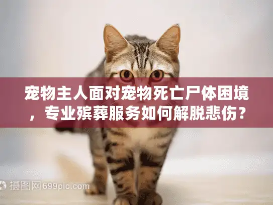 宠物主人面对宠物死亡尸体困境，专业殡葬服务如何解脱悲伤？