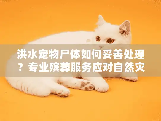 洪水宠物尸体如何妥善处理？专业殡葬服务应对自然灾害指南