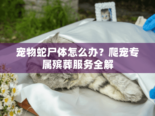 宠物蛇尸体怎么办？爬宠专属殡葬服务全解