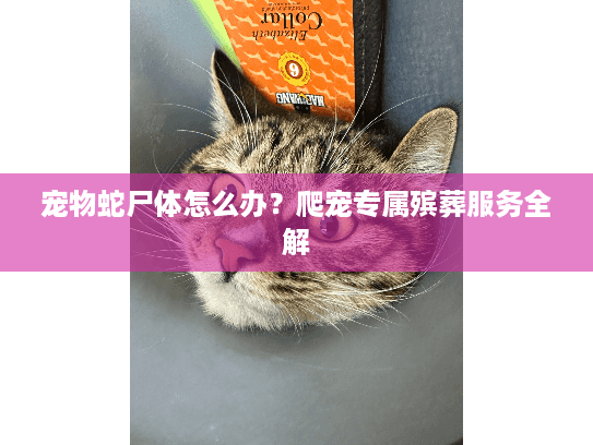 宠物蛇尸体怎么办？爬宠专属殡葬服务全解