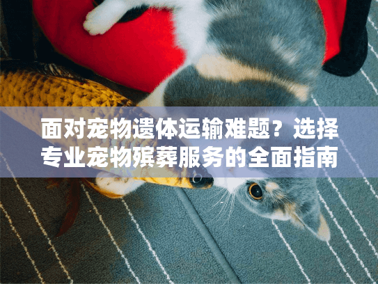 面对宠物遗体运输难题？选择专业宠物殡葬服务的全面指南