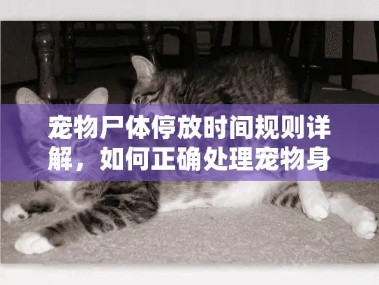 宠物尸体停放时间规则详解,如何正确处理宠物身后事? 宠物尸体停放时间规则详解,如何正确处理宠物身后事?