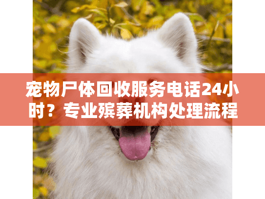 宠物尸体回收服务电话24小时？专业殡葬机构处理流程详解