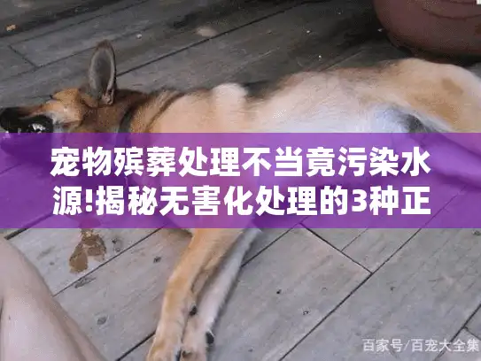宠物殡葬处理不当竟污染水源!揭秘无害化处理的3种正确方式