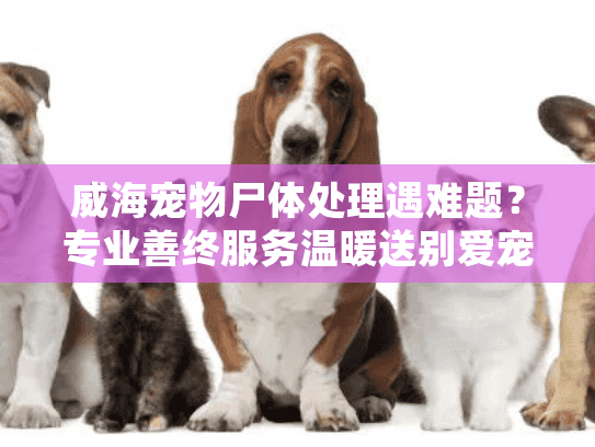 威海宠物尸体处理遇难题？专业善终服务温暖送别爱宠