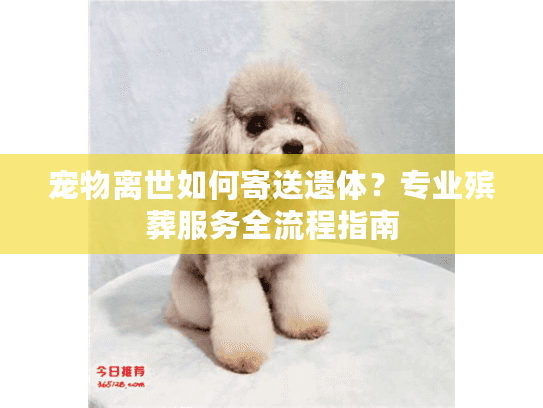 宠物离世如何寄送遗体？专业殡葬服务全流程指南