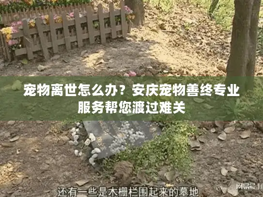 宠物离世怎么办？安庆宠物善终专业服务帮您渡过难关
