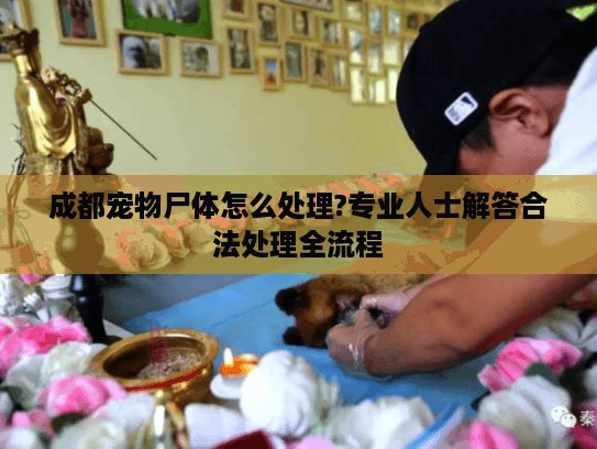 成都宠物尸体怎么处理?专业人士解答合法处理全流程