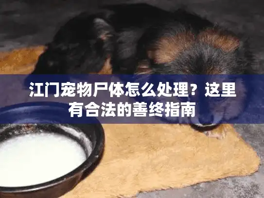 江门宠物尸体怎么处理？这里有合法的善终指南