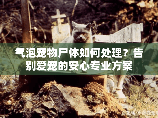 气泡宠物尸体如何处理？告别爱宠的安心专业方案