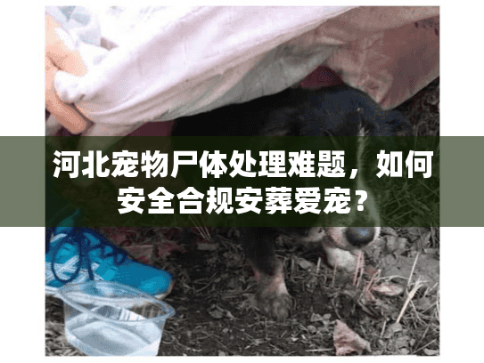 河北宠物尸体处理难题，如何安全合规安葬爱宠？