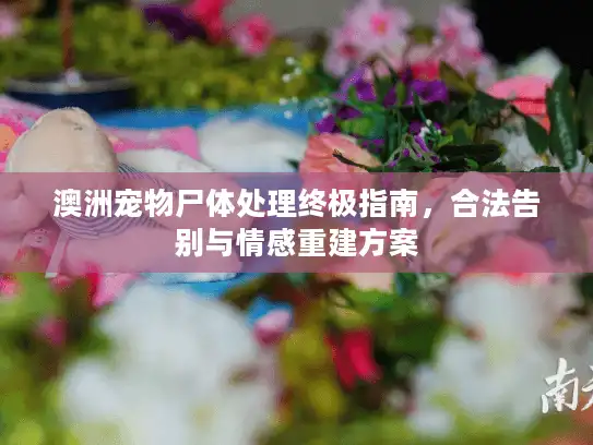 澳洲宠物尸体处理终极指南，合法告别与情感重建方案