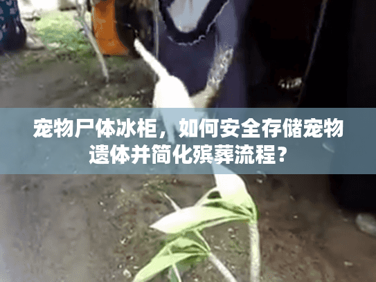 宠物尸体冰柜，如何安全存储宠物遗体并简化殡葬流程？