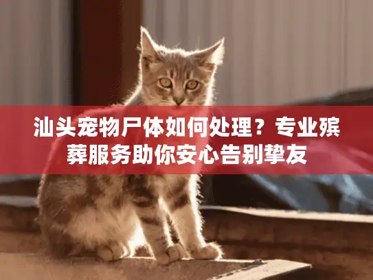 汕头宠物尸体如何处理？专业殡葬服务助你安心告别挚友
