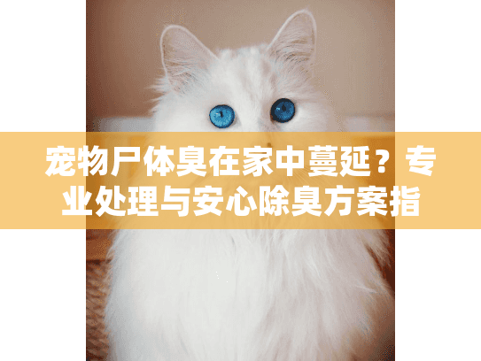 宠物尸体臭在家中蔓延？专业处理与安心除臭方案指南
