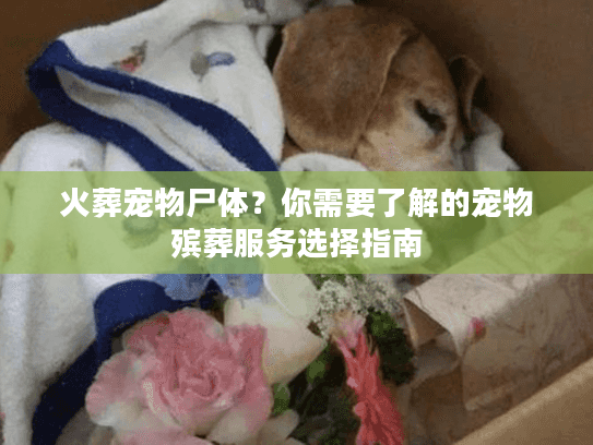 火葬宠物尸体？你需要了解的宠物殡葬服务选择指南