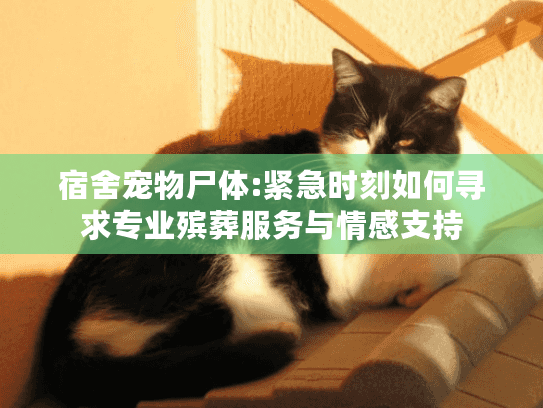 宿舍宠物尸体:紧急时刻如何寻求专业殡葬服务与情感支持