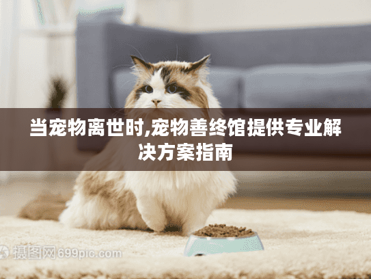 当宠物离世时,宠物善终馆提供专业解决方案指南 当宠物离世时,宠物善终馆提供专业解决方案指南