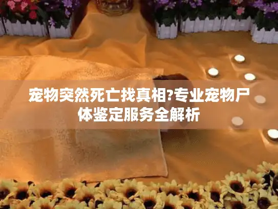 宠物突然死亡找真相?专业宠物尸体鉴定服务全解析