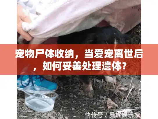 宠物尸体收纳，当爱宠离世后，如何妥善处理遗体？