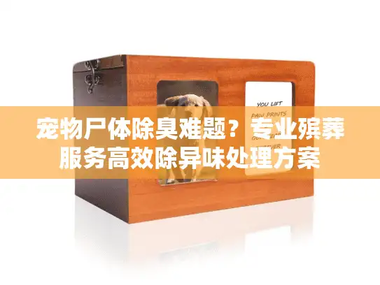 宠物尸体除臭难题？专业殡葬服务高效除异味处理方案