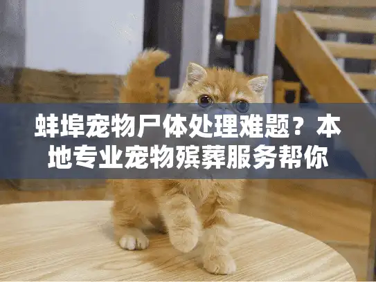 蚌埠宠物尸体处理难题？本地专业宠物殡葬服务帮你解忧