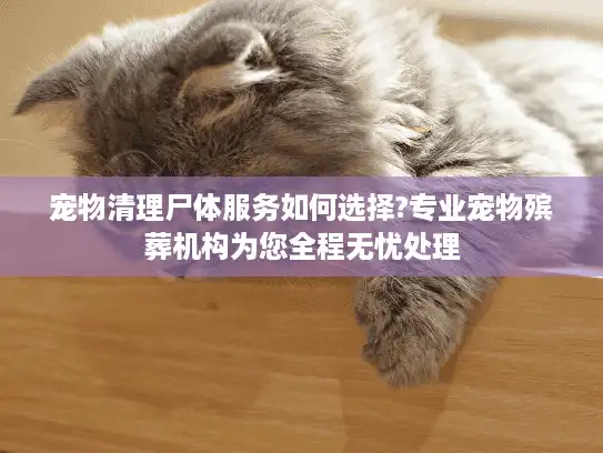 宠物清理尸体服务如何选择?专业宠物殡葬机构为您全程无忧处理