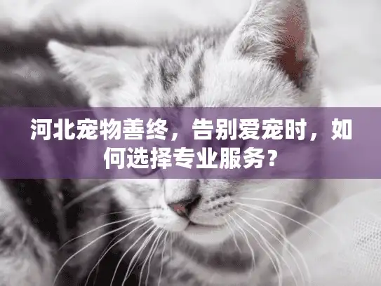 河北宠物善终,告别爱宠时,如何选择专业服务? 河北宠物善终,告别爱宠时,如何选择专业服务?
