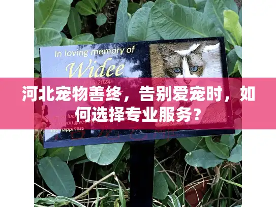 河北宠物善终,告别爱宠时,如何选择专业服务? 河北宠物善终,告别爱宠时,如何选择专业服务?