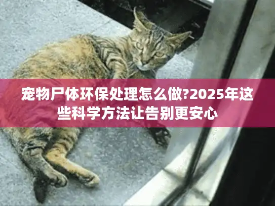 宠物尸体环保处理怎么做?2025年这些科学方法让告别更安心