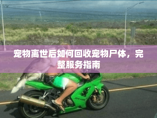 宠物离世后如何回收宠物尸体，完整服务指南