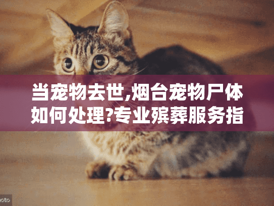 当宠物去世,烟台宠物尸体如何处理?专业殡葬服务指南 当宠物去世,烟台宠物尸体如何处理?专业殡葬服务指南