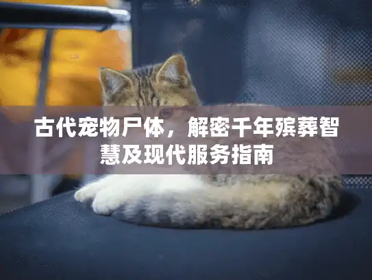 古代宠物尸体，解密千年殡葬智慧及现代服务指南