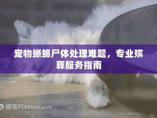 宠物蜥蜴尸体处理难题，专业殡葬服务指南