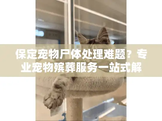 保定宠物尸体处理难题?专业宠物殡葬服务一站式解决 保定宠物尸体处理难题?专业宠物殡葬服务一站式解决