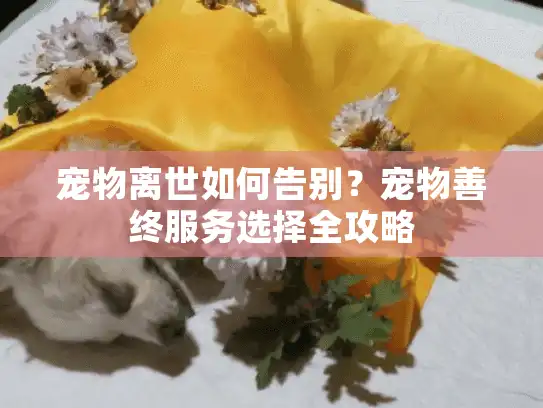 宠物离世如何告别？宠物善终服务选择全攻略