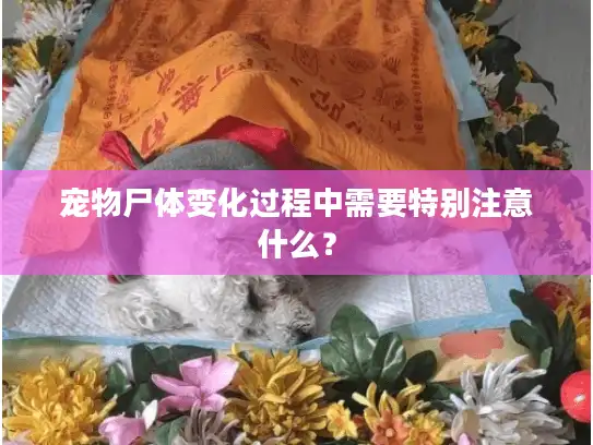 宠物尸体变化过程中需要特别注意什么? 宠物尸体变化过程中需要特别注意什么?