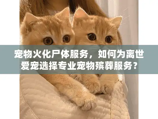 宠物火化尸体服务，如何为离世爱宠选择专业宠物殡葬服务？