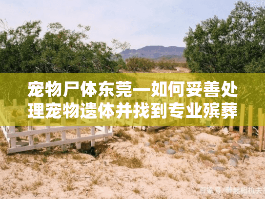 宠物尸体东莞—如何妥善处理宠物遗体并找到专业殡葬服务？