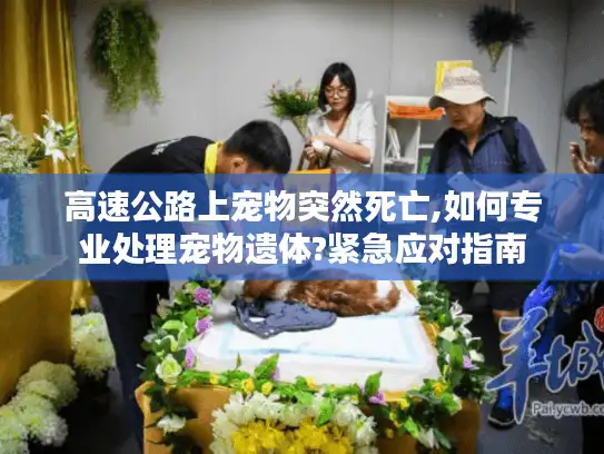 高速公路上宠物突然死亡,如何专业处理宠物遗体?紧急应对指南