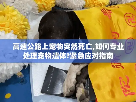 高速公路上宠物突然死亡,如何专业处理宠物遗体?紧急应对指南