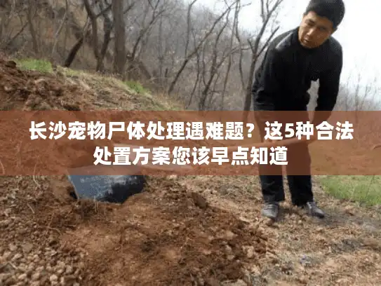 长沙宠物尸体处理遇难题？这5种合法处置方案您该早点知道